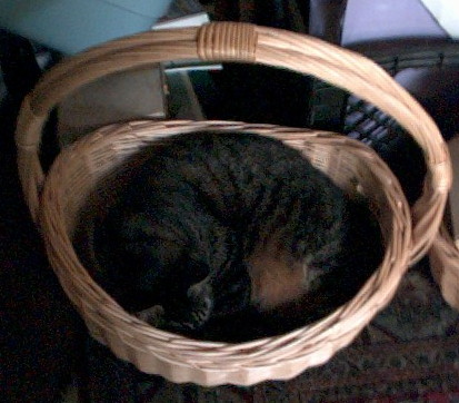 Mighty Hunter Egil, napping in a basket