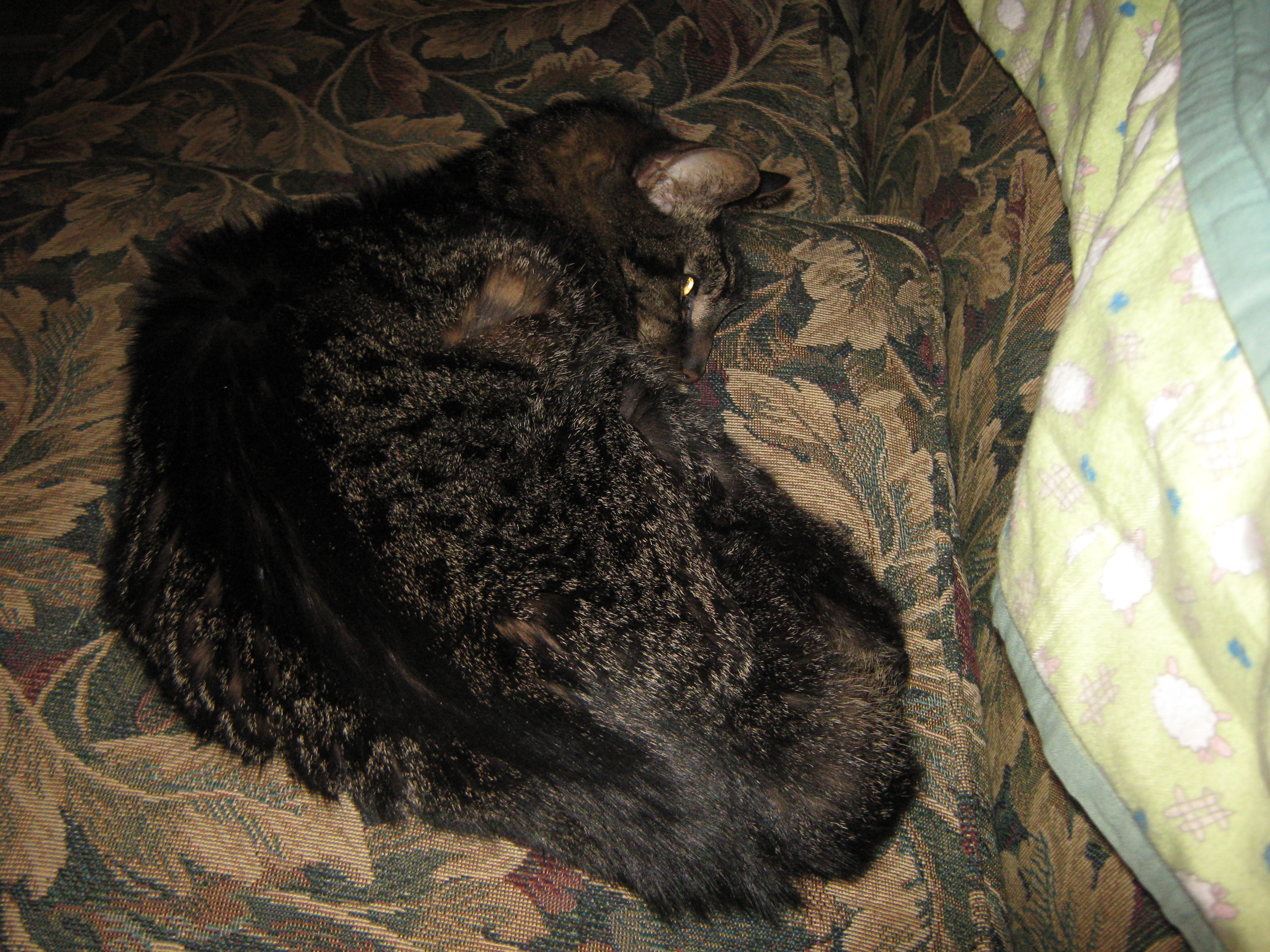 Mighty Hunter, asleep in a basket