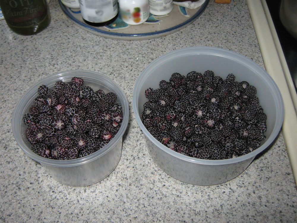 Black Caps from our back yard