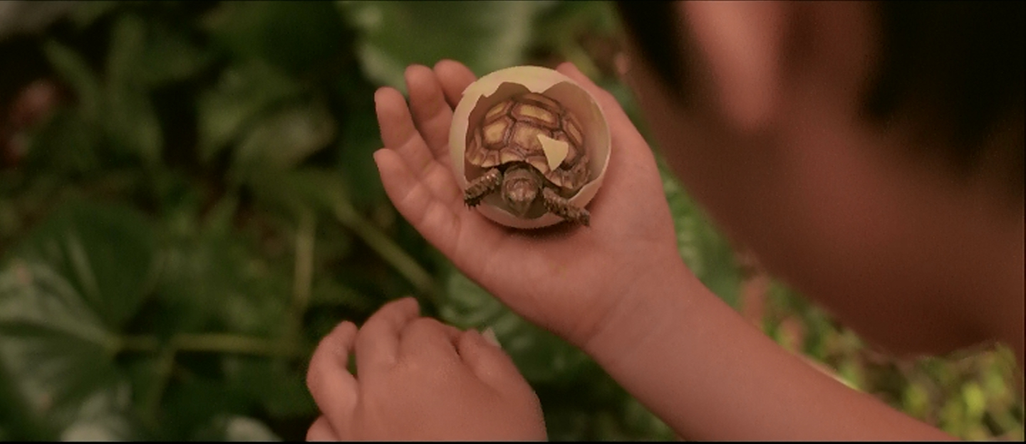 What are the odds I find a turtle in a Gamera film?